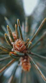 Macro shot of flowering plant