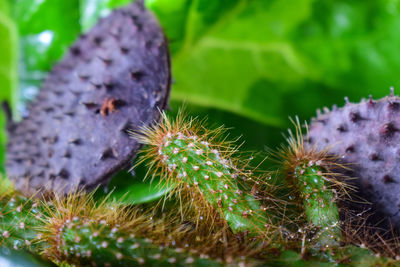 Close-up of succulent plant