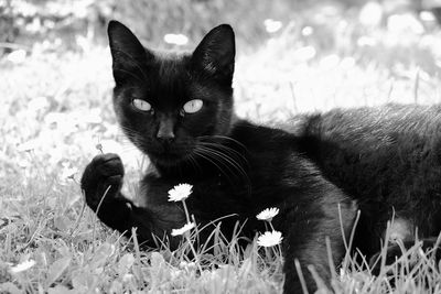 Portrait of cat in a field