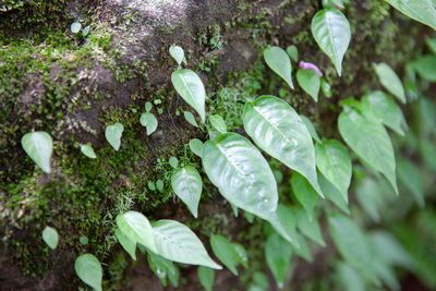 High angle view of wet plants