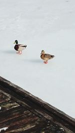 Birds perching on water