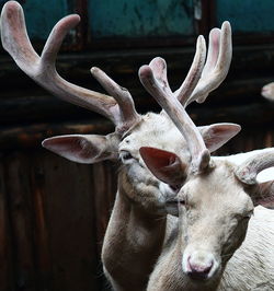 Close-up of deer