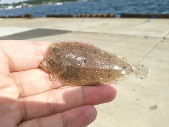 Close-up of hand holding fish at beach