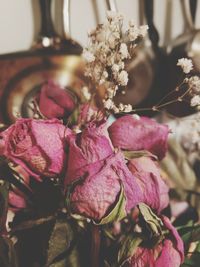 Close-up of pink flowering plant