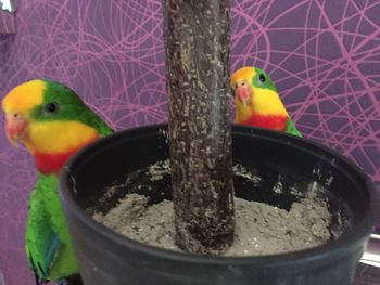 Close-up of parrot in cage