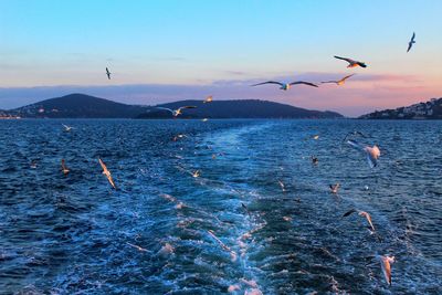 Seagulls flying over sea against sky