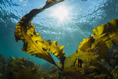 Sunlight shining down on a forest of seaweed