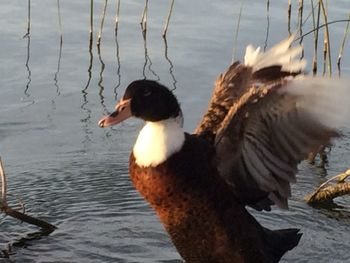 Birds in the lake