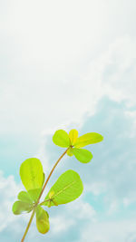 Low angle view of plant leaves against sky