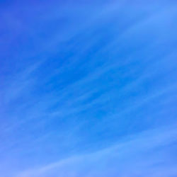 Low angle view of trees against blue sky