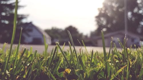 Close-up of grass on field against sky