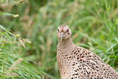Close-up of a bird looking away