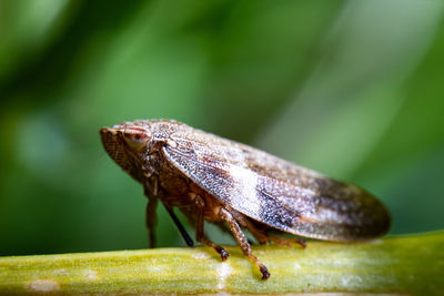 Close-up of insect