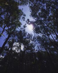 Low angle view of trees in forest