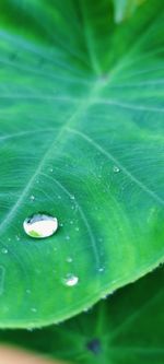 Close-up of raindrops on green leaves