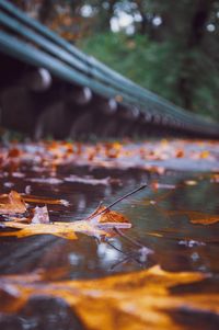 Close-up of dry leaves floating on water