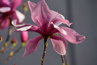 Close-up of pink rose flower