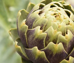 Close-up of succulent plant