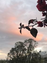 Low angle view of silhouette tree against sky during sunset