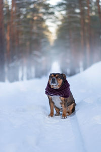 Staffordshire bullterrier sitting in the winter forest dressed in scarf