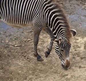 Zebras standing in a zebra