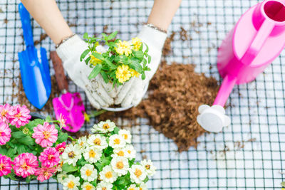 Close-up of hand holding flower pot