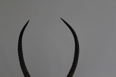 Cropped image of horns against wall