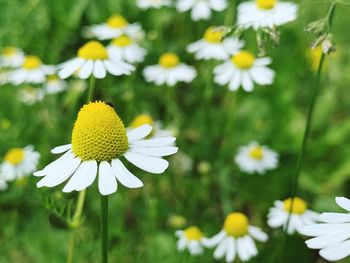 Close-up of white daisy flowers on field