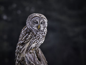 Barred owl perching on old tree stump