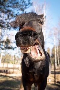 Close-up of a yawning horse 