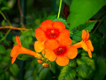 Close-up of red flowers
