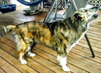 High angle view of cat standing on hardwood floor