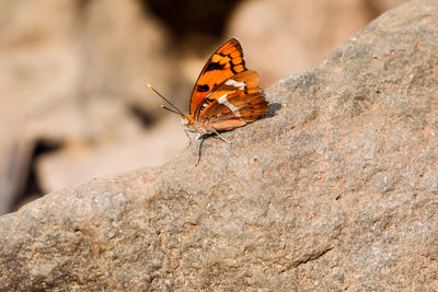 Close-up of butterfly on rock