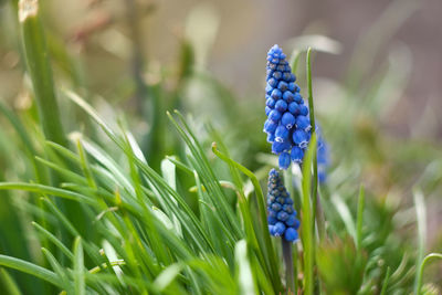 Close-up of flowers growing outdoors