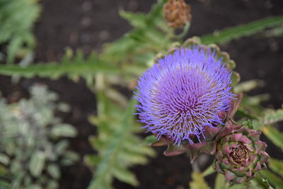 Close-up of purple thistle flower on field