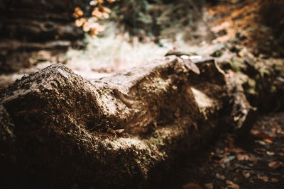 Close-up of wood on rock