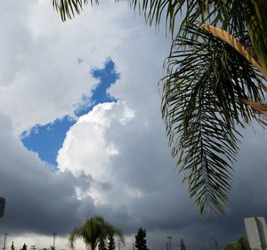 Low angle view of palm trees against sky