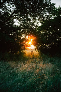 Sun shining through trees