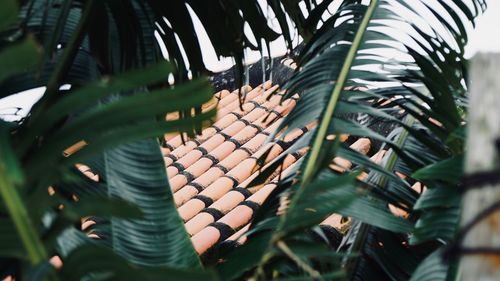 Roof seen through leaves