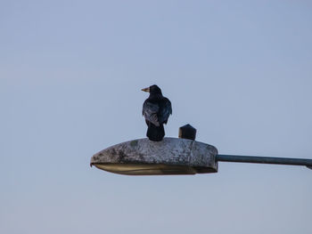 Low angle view of bird perching on metal against sky