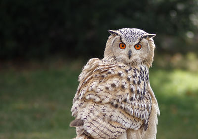 Close-up of a bird