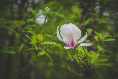 Close-up of flower