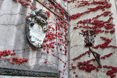 Close-up of ivy on wall