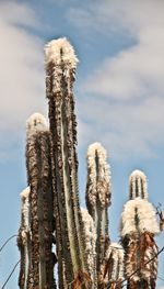 Low angle view of succulent plant against sky