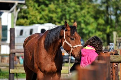 Horse outdoors