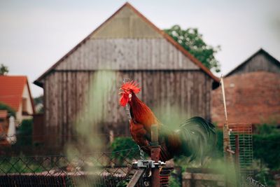 View of a rooster against building