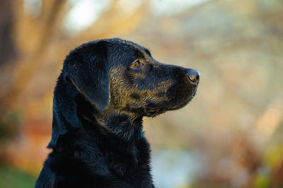 Close-up of black labrador