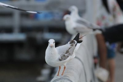 Close-up of seagulls perching