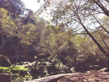 Low angle view of trees in forest