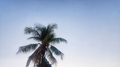 Low angle view of palm tree against clear sky